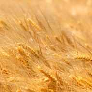 The Promise and Perils of Celiac-Safe Wheat